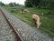 Portrait of a buffalo herder herding his buffalo next to the train tracks in the morning in slightly cloudy weather