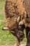 Portrait of a buffalo walking in a green meadow in Sweden national parks. It scratches the ear with a hoof. Annoying flies bite