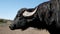 Portrait of a buffalo in the zoo. Life in captivity