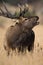 Portrait of bugling bull elk