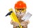 Portrait of a builder cat with tools in paws