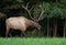 Portrait of a Bull Elk