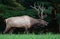 Portrait of a Bull Elk