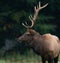 Portrait of a Bull Elk