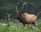 Portrait of a Bull Elk