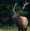 Portrait of a Bull Elk