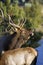 Portrait of a Bull Elk Bugling