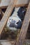 Portrait of a bull in a farm shed