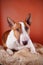 Portrait of a bull terrier