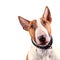 Portrait of a bull terrier