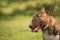 Portrait of a bull terrier dog profile with a blurred background