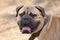 Portrait of bullmastiff