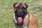 Portrait of bullmastiff puppy is sitting on a green grass. Pet animals.