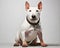 Portrait of the Bullterrier dog