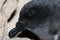 Portrait of a Bulwer`s petrel Bulweria bulwerii.