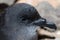 Portrait of a Bulwer`s petrel Bulweria bulwerii.