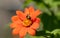 Portrait of Bumble Bee on Mexican Sunflower