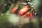 A portrait of a bunch of rose hips hanging on a prairie rose plant also known as rosa setigera or climbing rose. The rose haw is