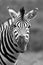 Portrait of a Burchell`s zebra looking from left to right