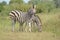Portrait of a Burchell`s zebra in a nature reserve in South Africa