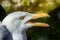 Portrait of burgomaster gull, glaucous gull