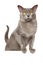 Portrait of Burmese cat