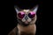 Portrait Burmese Cat With Sunglasses Black Background