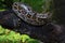 Portrait of a Burmese Python, Python bivittatus