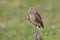 Portrait Of A Burrowing Owl