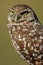 Portrait of Burrowing Owl