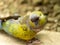 Portrait of a Burrowing Parrot