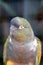 Portrait Burrowing Parrot Cyanoliseus patagonus on the blue sky background