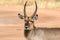 Portrait of a Bushbuck Tragelaphus scriptus in Tarangire NP