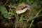 Portrait of a bushmaster snake