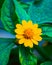 Portrait of Butter Daisy Melampodium Paludosum flower