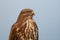 Portrait of a Buzzard.