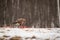 Portrait Buzzard, winter background, Brown bird