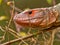 Portrait of a Caiman Lizard