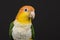 Portrait of a caique bird seen from the front on a black background