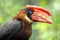 Portrait calao Rufous hornbill