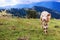 Portrait of calf against Carpathian mountains in Ukraine.