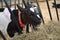 A portrait of the calf chewing hay. Dairy farm