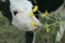 Portrait of a calf chewing a yellow flower.
