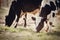 Portrait of a calf in a herd