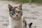 Portrait of calico street cat close up.