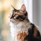 Portrait of a calico Turkish Angora cat sitting in a light room beside a window. Closeup face of a beautiful Turkish Angora cat at