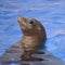 Portrait California Sea Lion