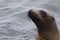A portrait of a California sea lion enjoying its swim at Monterey bay California.