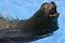 Portrait California Sea Lion with open mouth