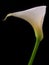 Portrait of a calla lilly